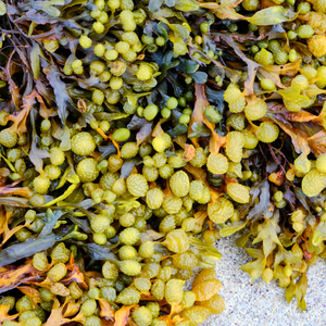 Bladderwrack